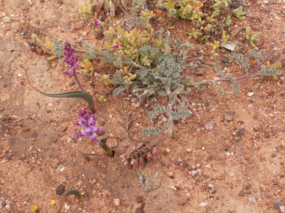 Люстра Freya Esme fr1005pl-05g