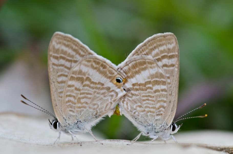 Фармацевт в аптеке