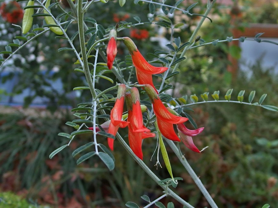 Sutherlandia frutescens