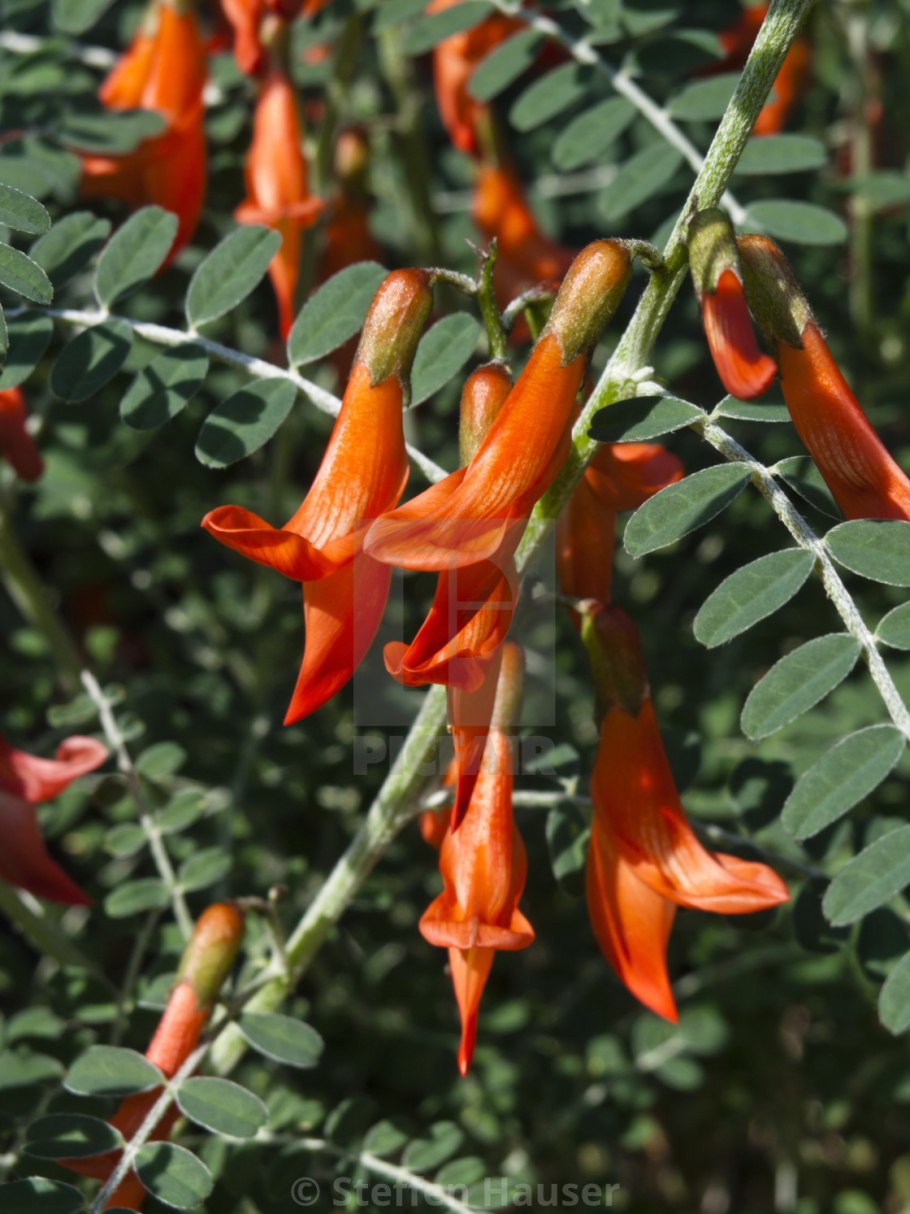 Английское название кустарника: Cancer Bush научное: Sutherlandia frutescens