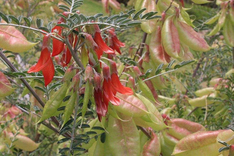 Sutherlandia frutescens