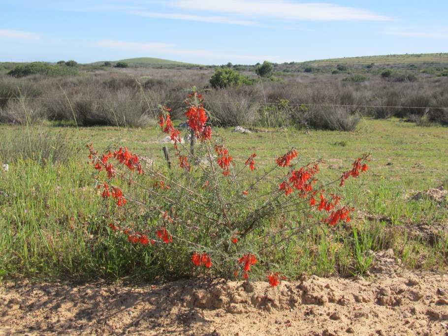 Светло зеленый цвет