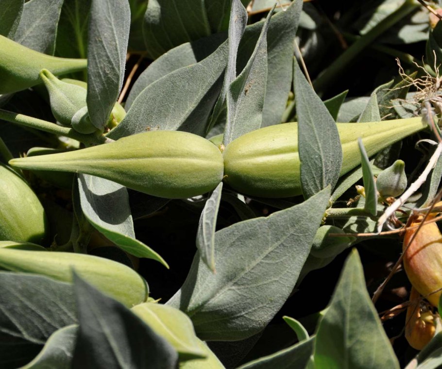 Религиозная идентичность