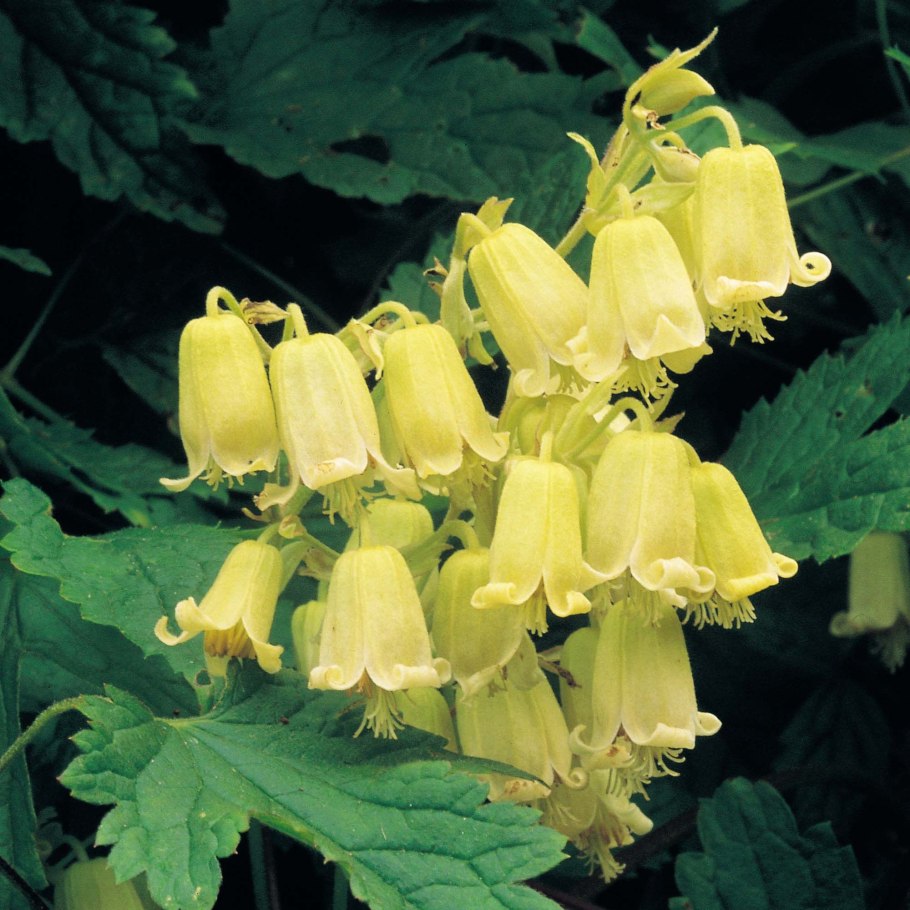 Белый фон для фотошопа