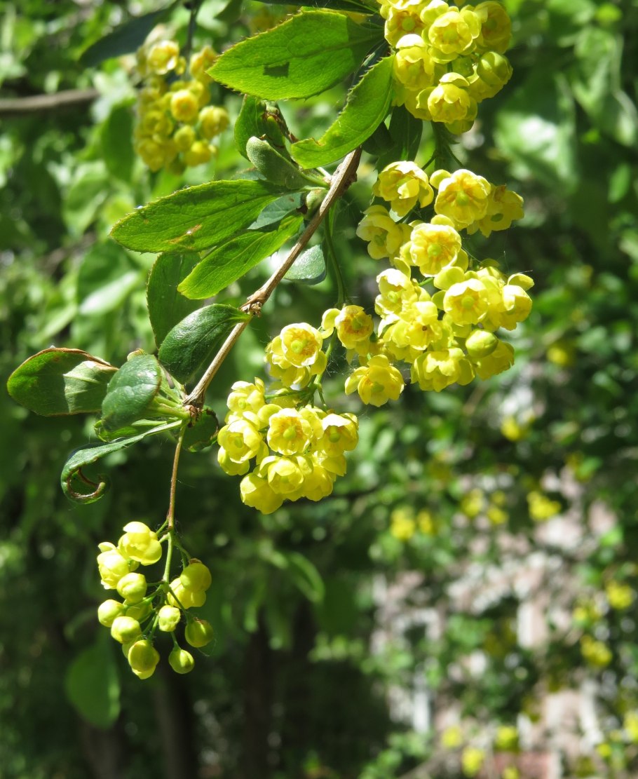 Барбарис цельнокрайний ( Berberis integerrima)