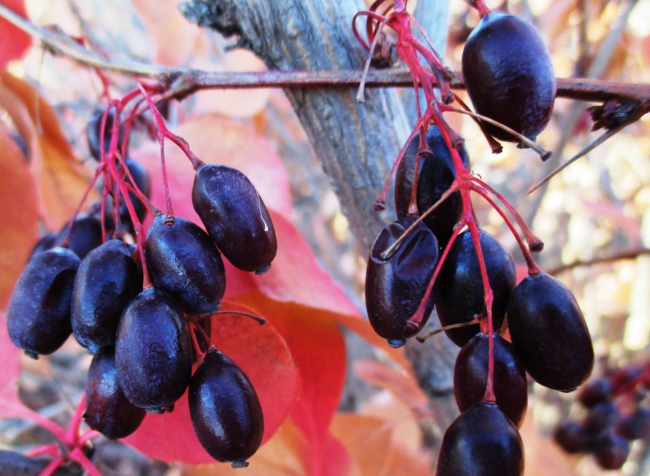 Барбарис Илийский