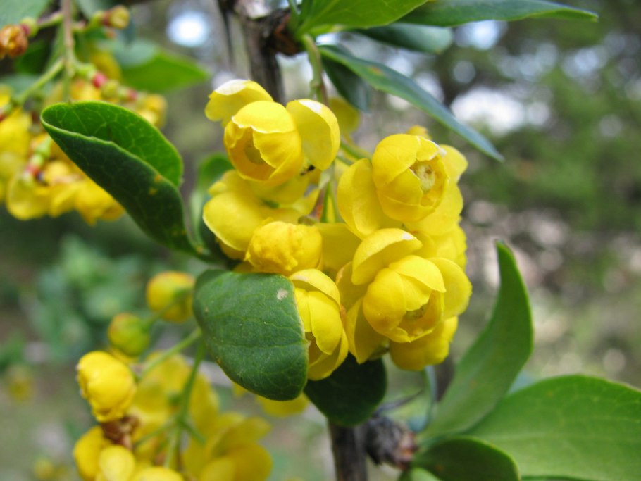 Berberis integerrima bunge