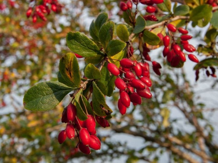 Барбарис обыкновенный berberis vulgaris