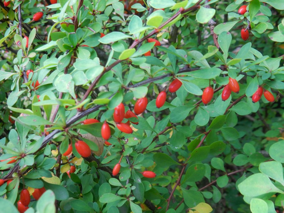 Кизильник dammeri