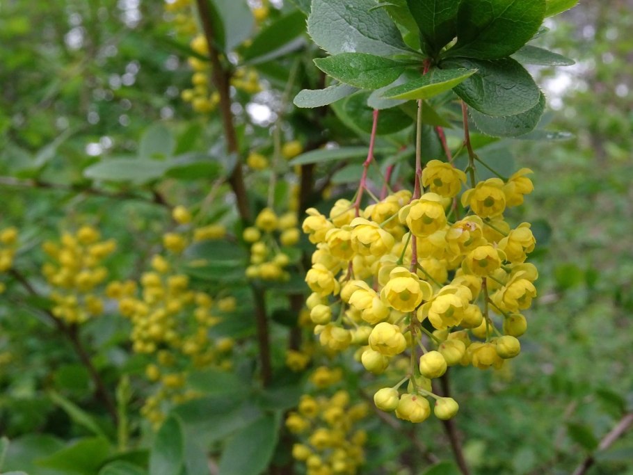 Барбарис обыкновенный berberis vulgaris