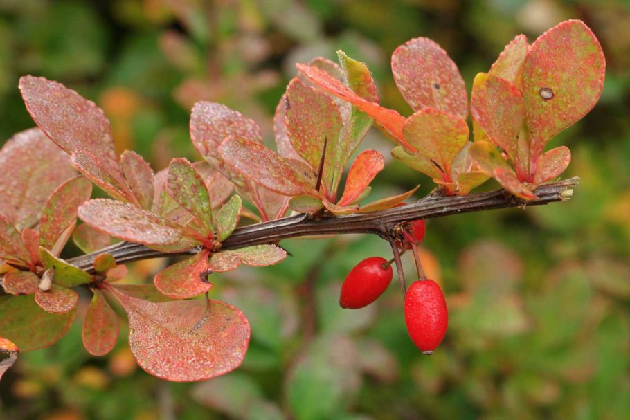Барбарис обыкновенный berberis vulgaris