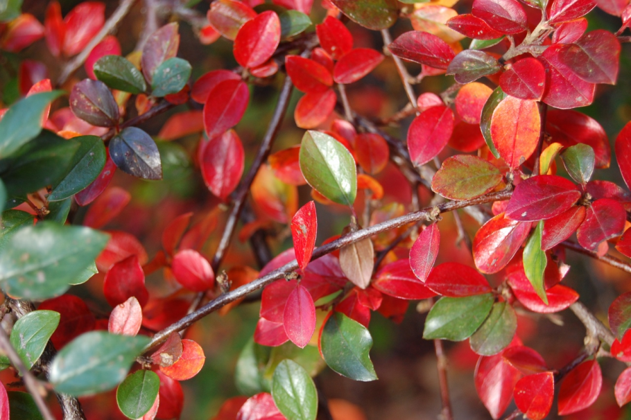 Кизильник (cotoneaster)