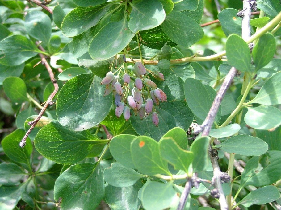 Berberis vulgaris