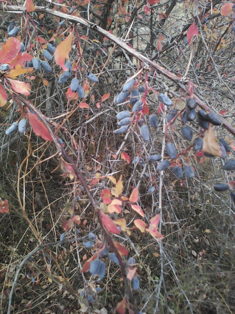 Кизил и Барбарис кустарник