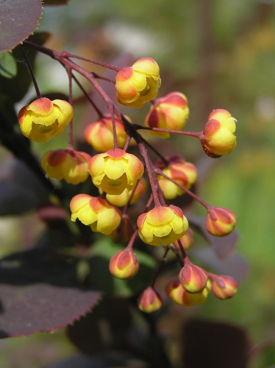 Барбарис обыкновенный пурпурный