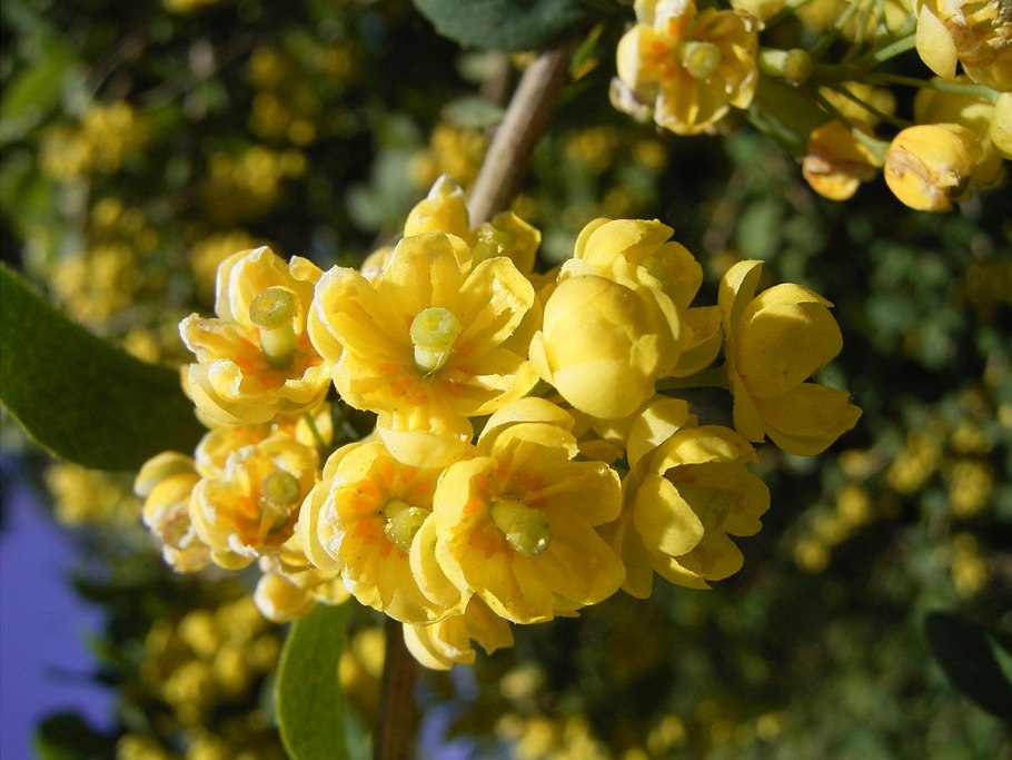 Барбарис продолговатый Berberis oblonga