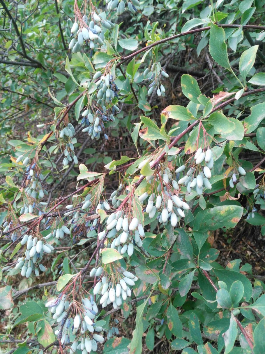 Кизильник Cotoneaster lucidus