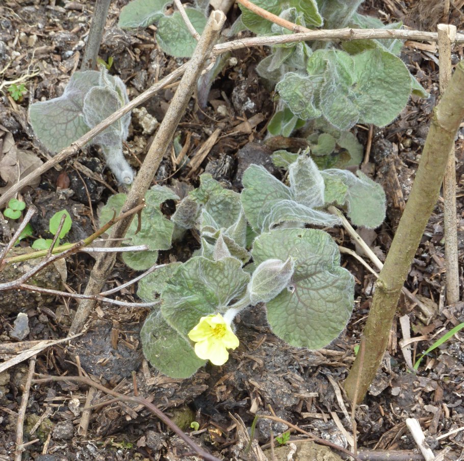 Primula veris