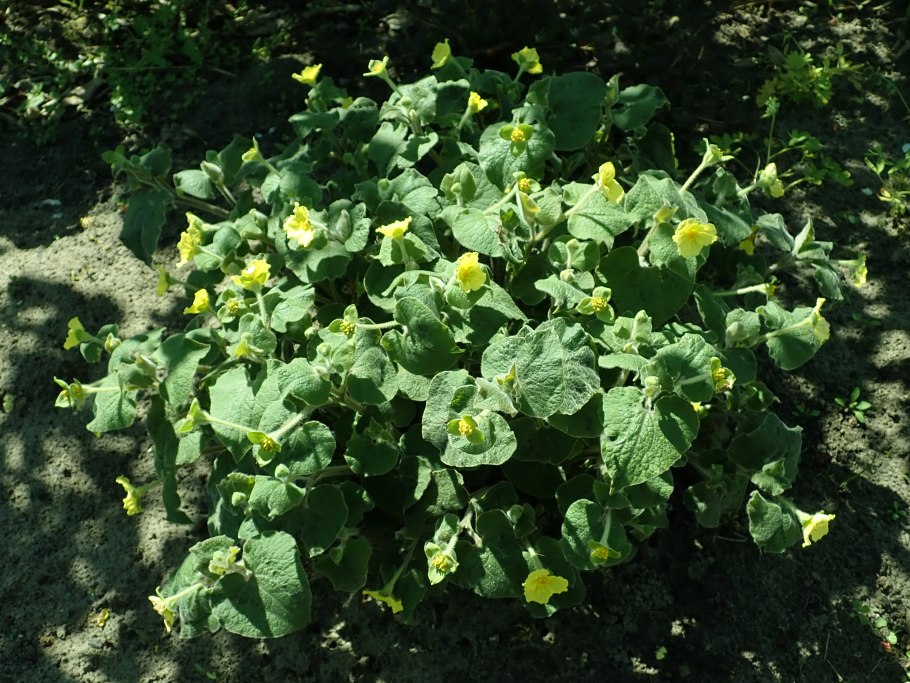 Тладианта сомнительная