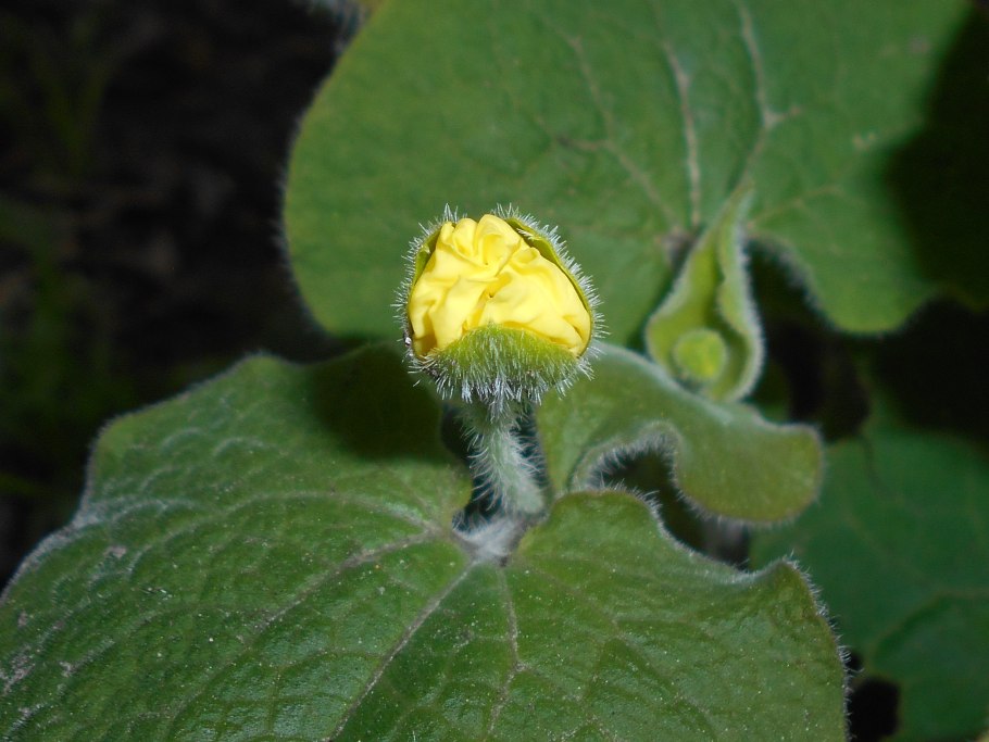 Justin Leroy актер