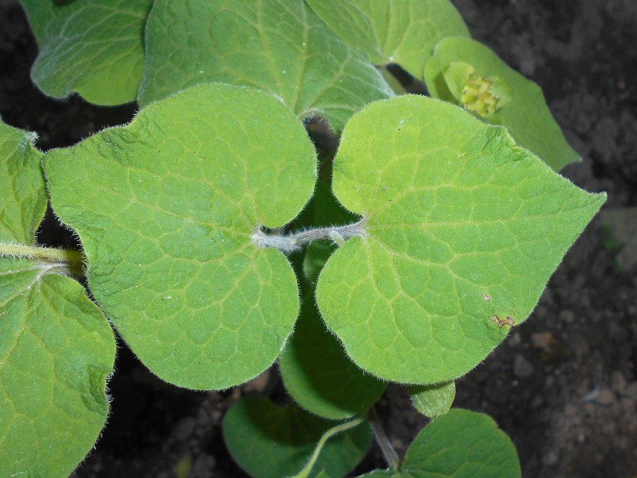 Сарума генри цветок