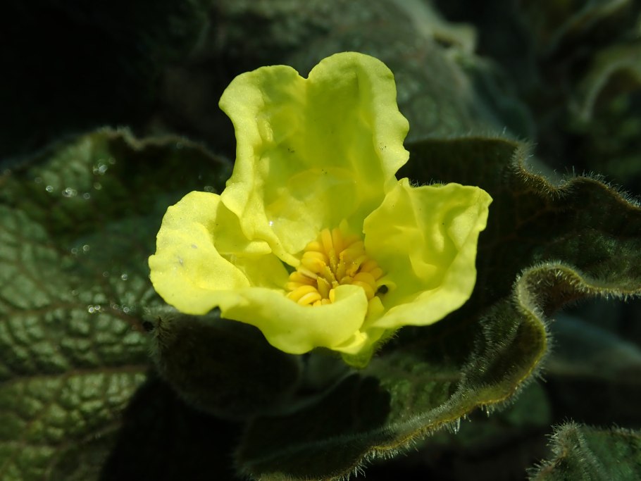 Норовис ый боевой копытень