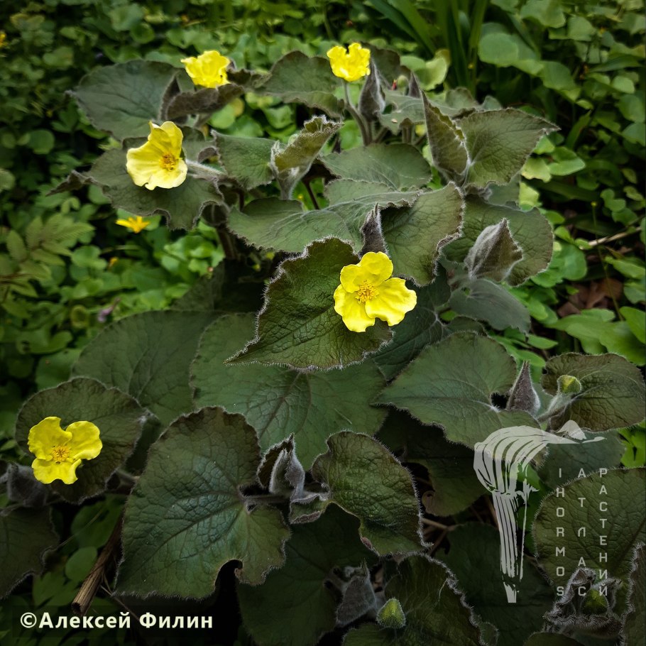 Молодой Сарума