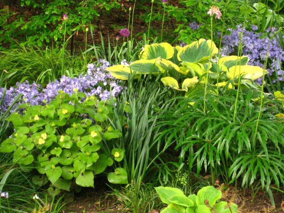 Тенелюбивые растения хоста