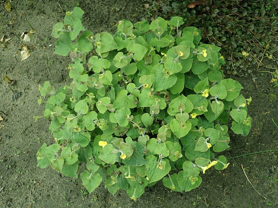 Сарума генри цветок