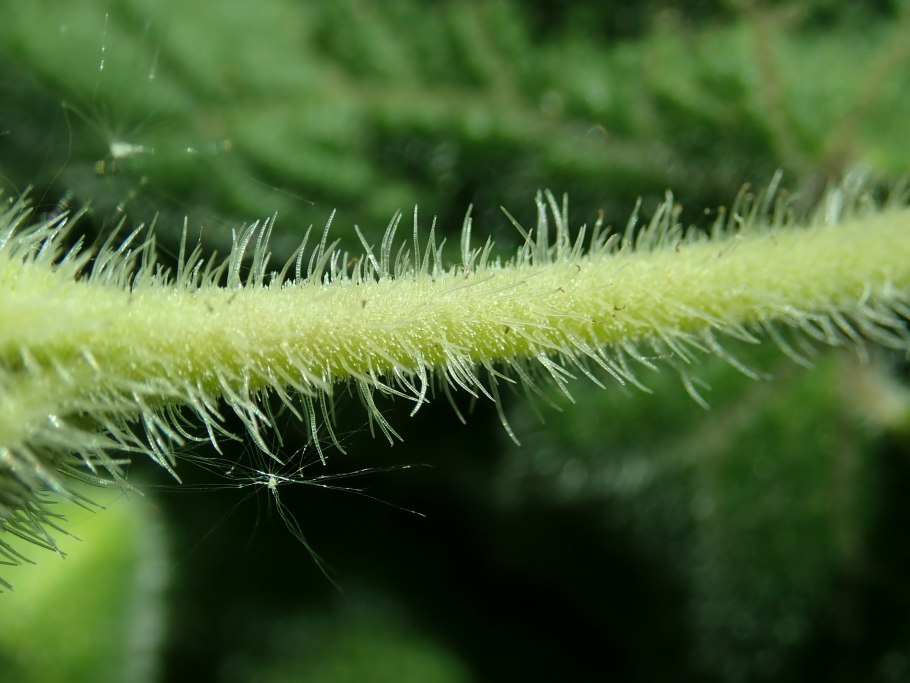 Chaerophyllum temulum