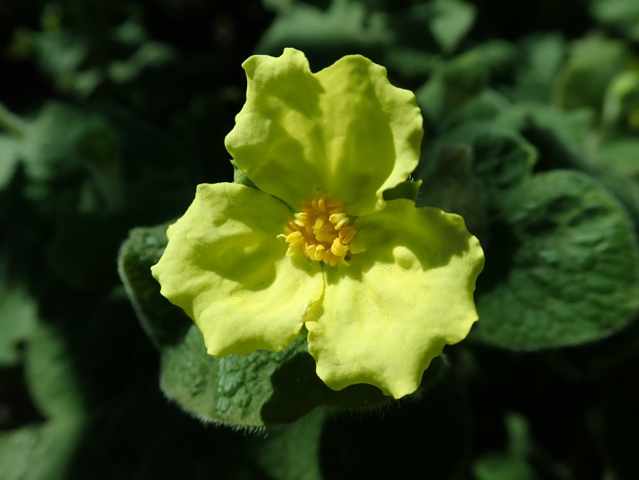 Verbascum phlomoides
