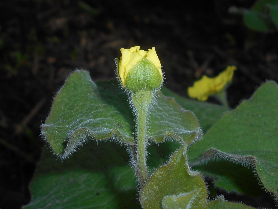 Синелейзис сочетание с другими цветами