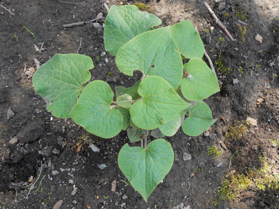 Сарума генри цветок