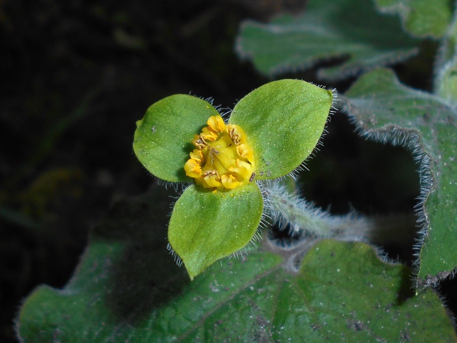 Канатник теофраста