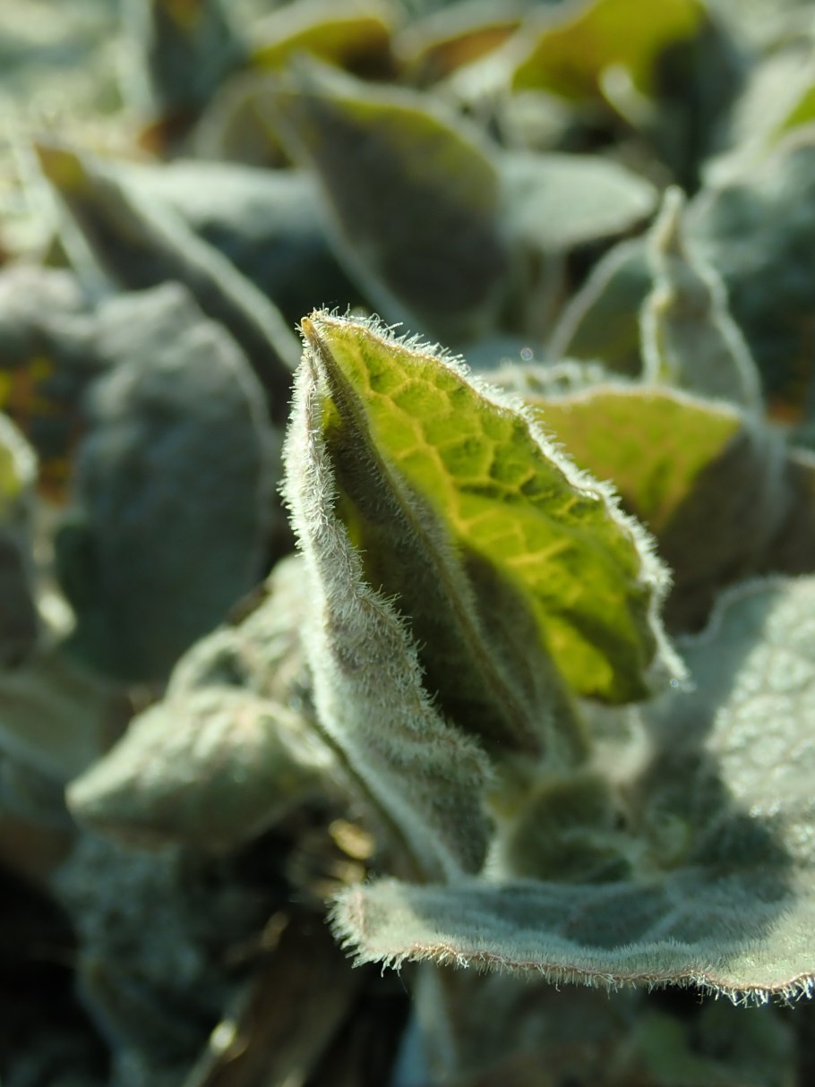 Чистец шерстистый