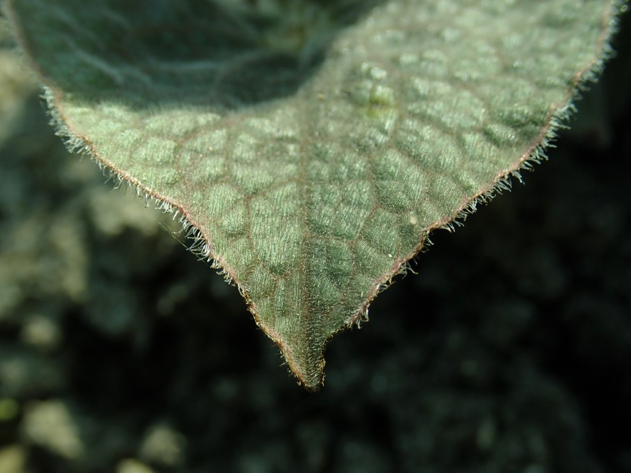 Бруннера сильвер харт