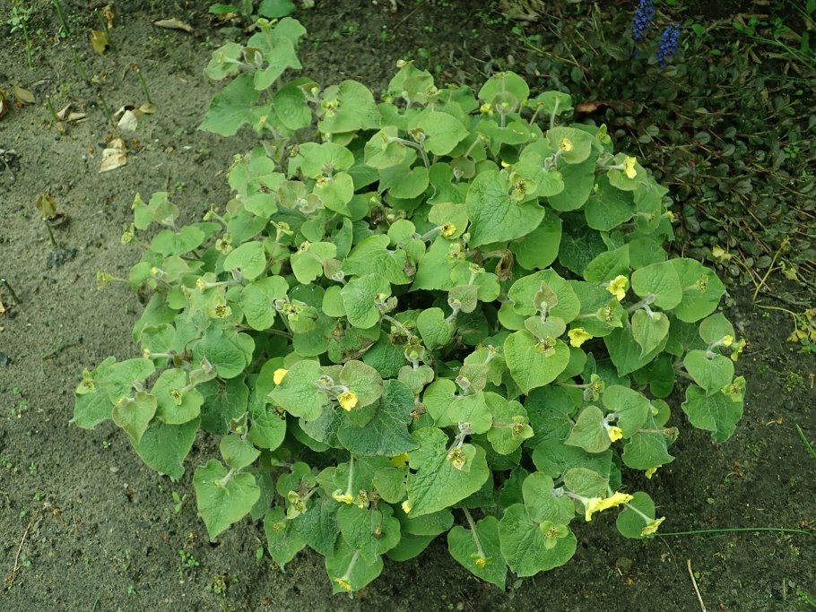 Властелин колец Саруман и Гэндальф