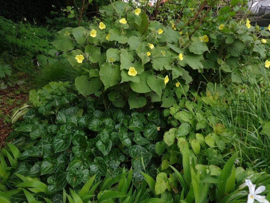 Копытень европейский asarum europaeum