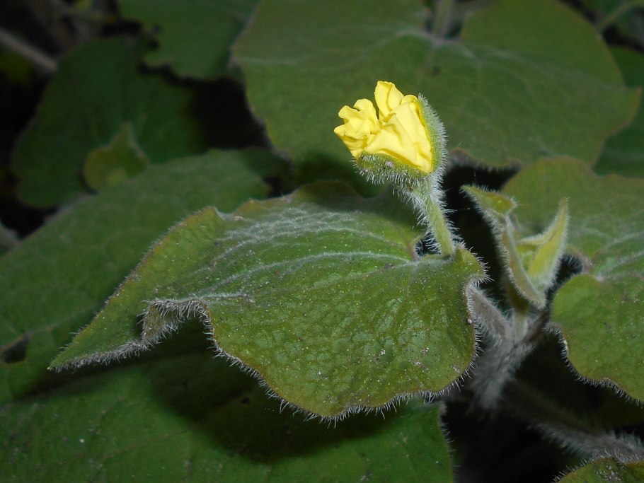 Тладианта сомнительная