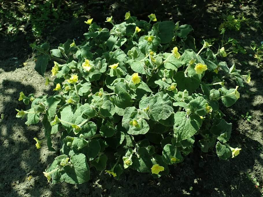 Тладианта сомнительная