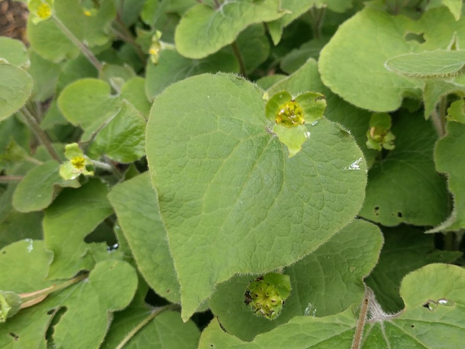 Кирказон ломоносовидный