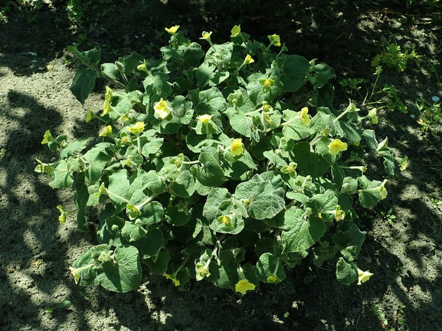 Тладианта сомнительная