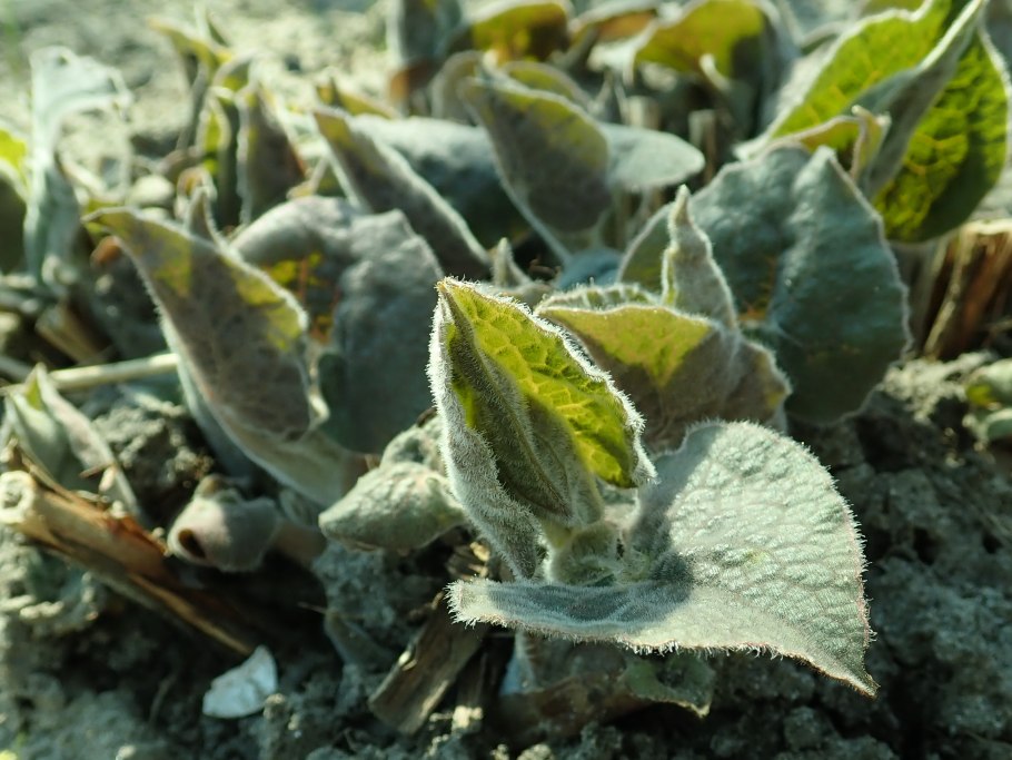 Чистец шерстистый овечьи ушки