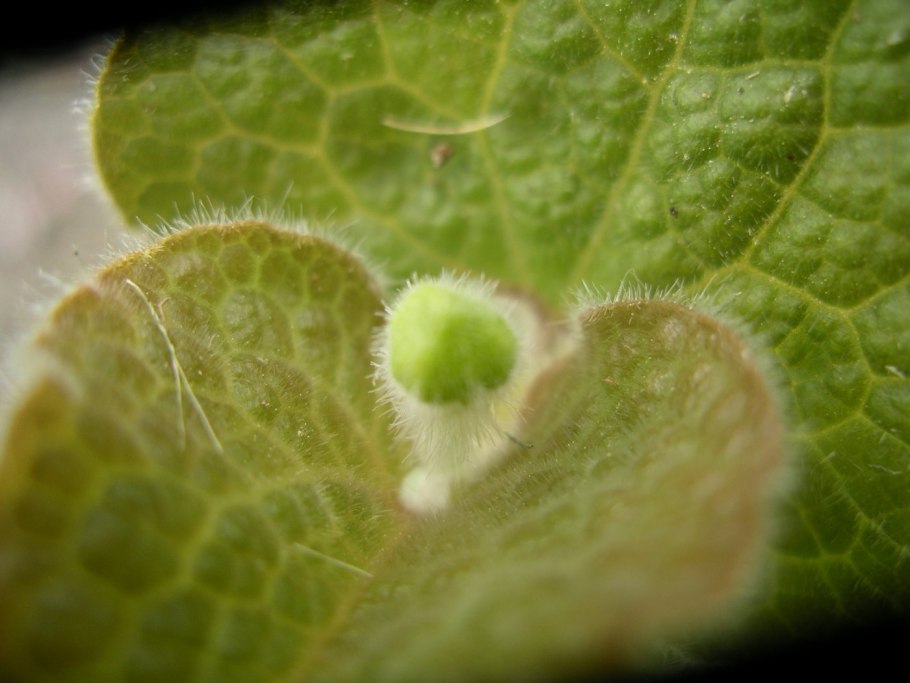 Moluccella laevis