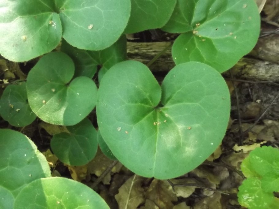 Копытень европейский