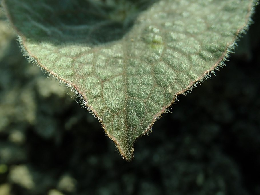 Паутинный клещ на огурцах