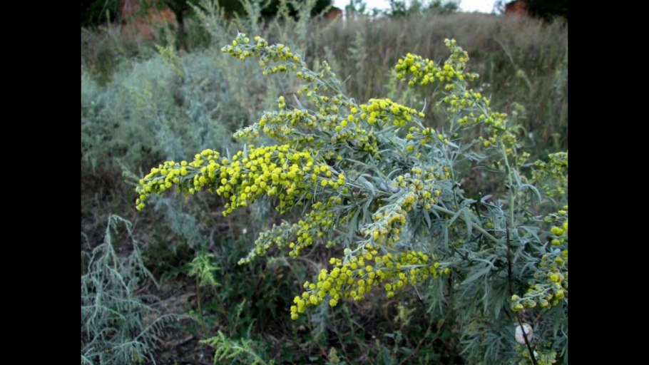 Полынь горькая artemisia absinthium