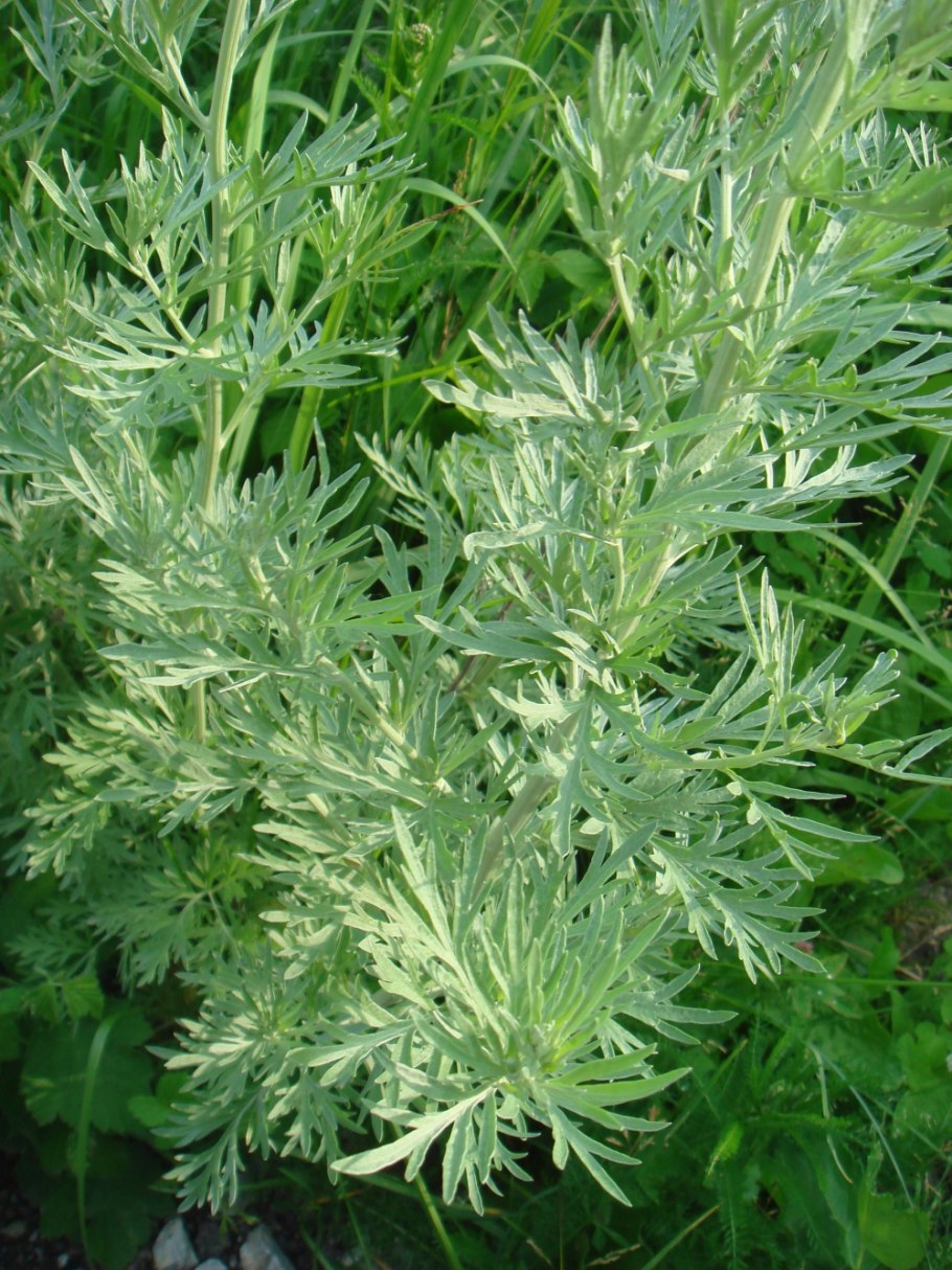 Полынь горькая artemisia absinthium