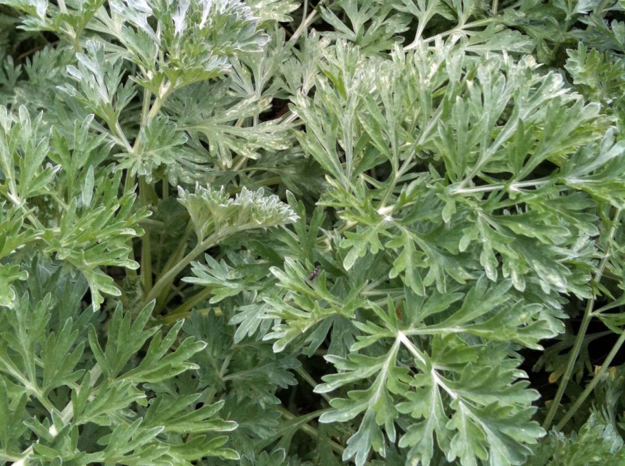 Полынь-абротан(Artemisia abrotanum)."Божье дерево"