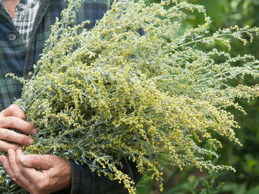 Полынь обыкновенная (Artemisia vulgaris)